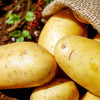 potatoes-vegetables-erdfrucht-bio-162673.jpg